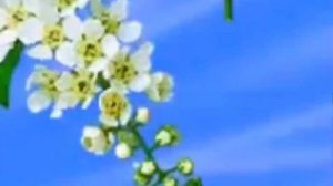 Бик нык матур бию кое. Ринат Валиев. Official