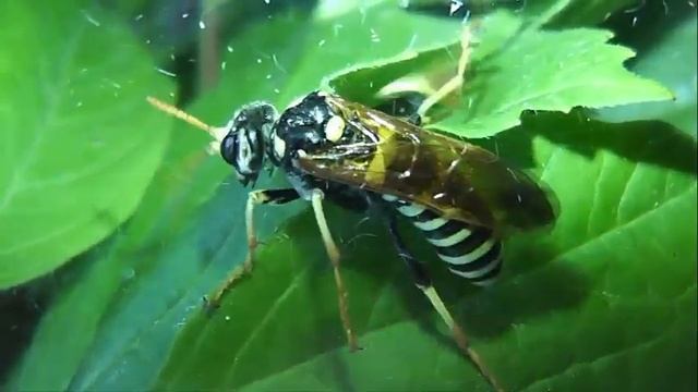 ИНСЕКТАРИЙ: 295. Пилильщик Норичниковый (Tenthredo scrophulariae) смотреть онлайн