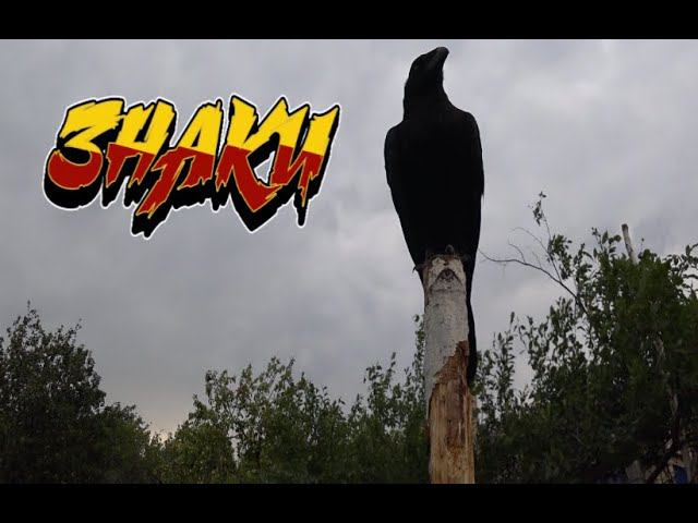 ЗНАКИ. смотреть онлайн