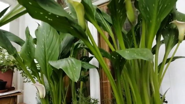 Калла. Домашний цветок калла. Цветок калла в горшке для балкона. Уход за растением.