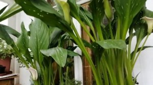 Калла. Домашний цветок калла. Цветок калла в горшке для балкона. Уход за растением.