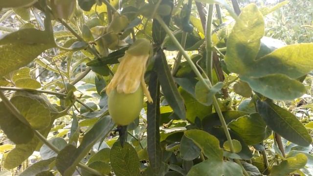 Пассифлора голубая - кто она такая. смотреть онлайн