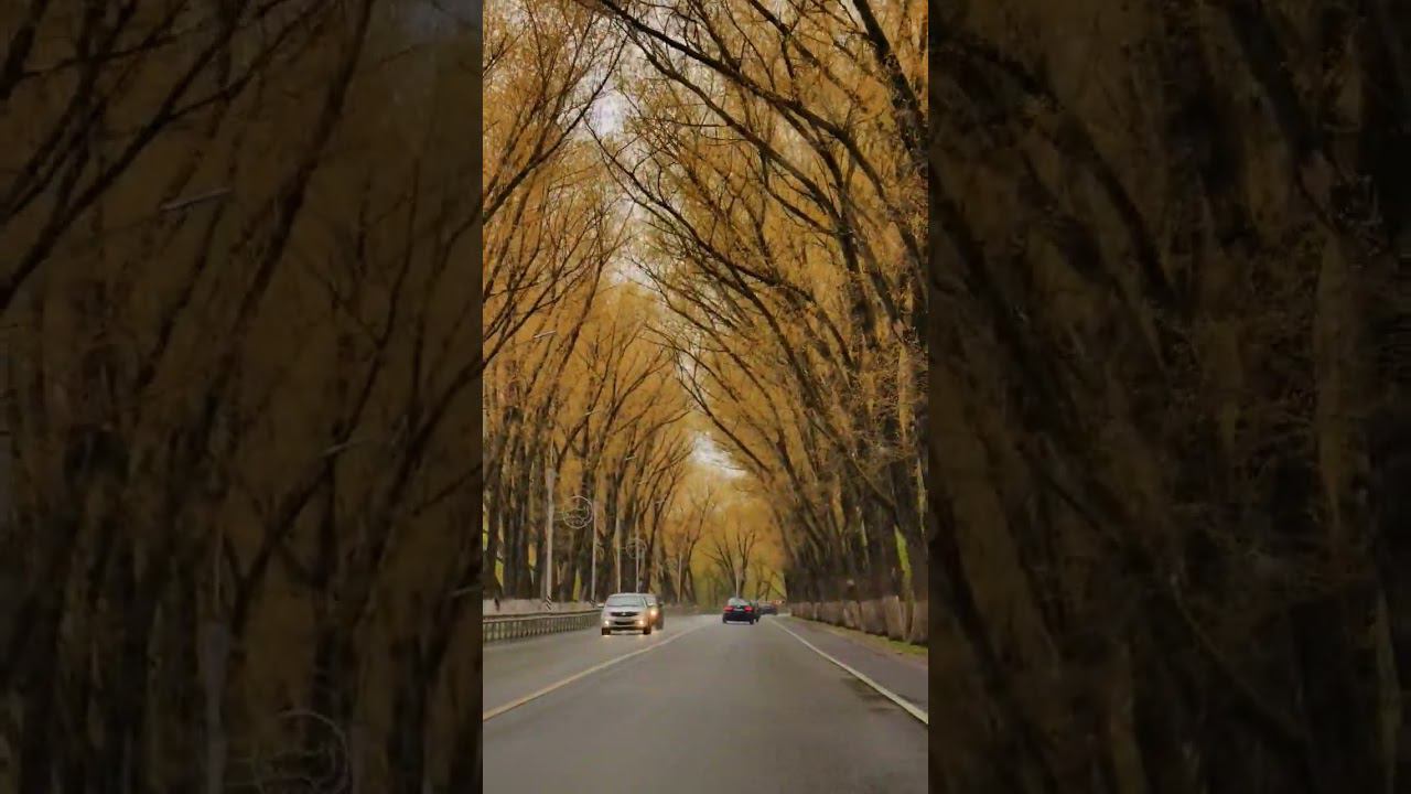 Это не осень! Весенняя аллея в Великом Новгороде! Кто знает, что за деревья? Очень красиво смотреть онлайн