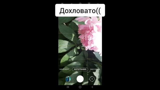 Делаю Фото Цветов По Советам Из Тик Тока смотреть онлайн