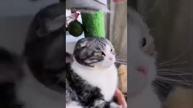 чесалка для зверушек. легко очищается смотреть онлайн