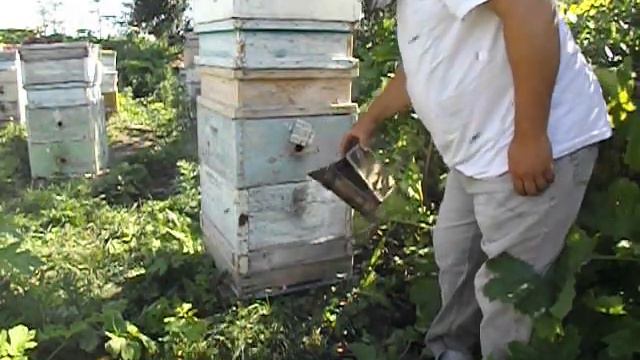 выход роя с неплодной маткой и возвращение роя в свой улей ( обновление 6.07.2014 ) - часть 1 смотреть онлайн