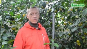 КАК ВЫРАСТИТЬ МАНДАРИН У СЕБЯ ДОМА