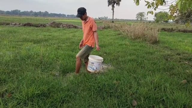 Nice Video Fishing Kp 2023! Best man found fish alots in rice field by hand on season dry смотреть онлайн