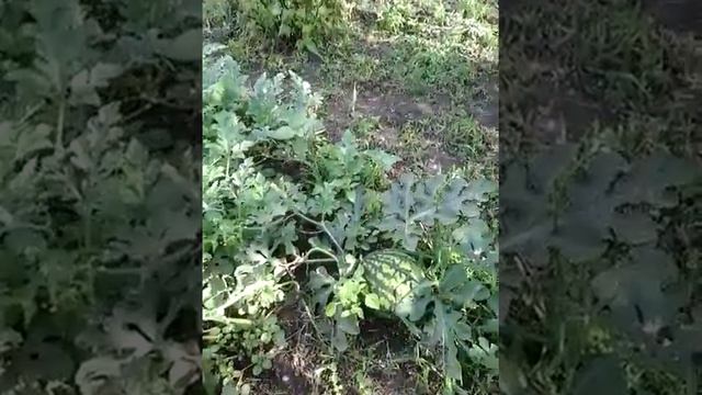 Мой сад. смотреть онлайн