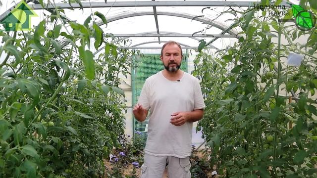 КАК ОБОЙТИСЬ БЕЗ ПОДКОРМОК! Что будет, если растить урожай без подкормок. Самый простой вариант. смотреть онлайн