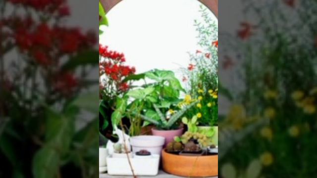 beautifull indoor corner plants ideas// most stylish & creative indoor corner plants ideas смотреть онлайн