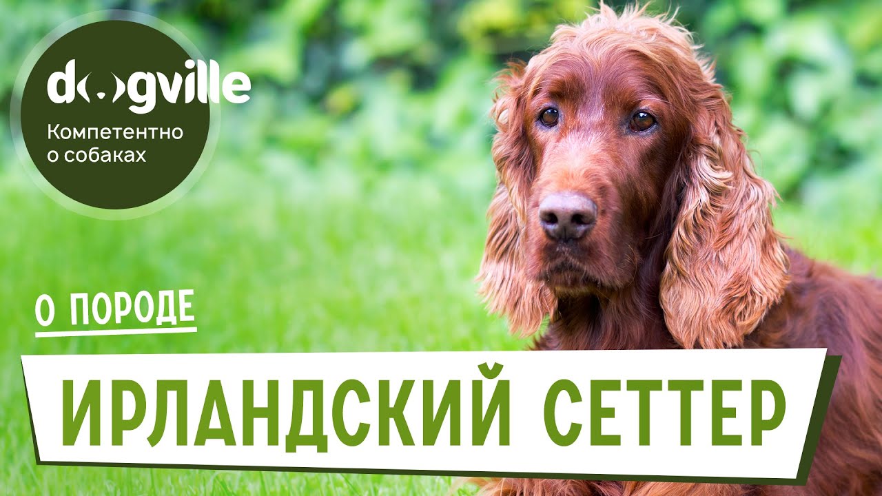 Ирландский сеттер - О породе - Как выбрать щенка? смотреть онлайн