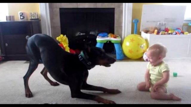 Они оставили добермана наедине с ребенком. Через пару минут произошло невероятное! смотреть онлайн