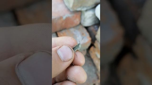 ?как отличить кузнечика от соранчи? смотреть онлайн