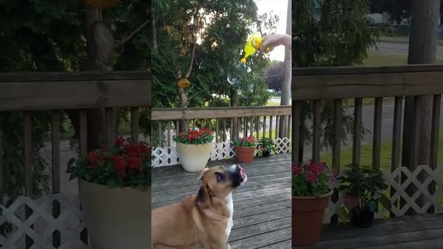 Edison Meets Bubble Gun