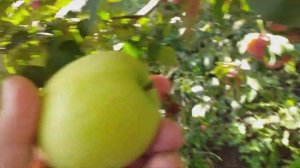 Яблоня Матрешка. Яблоки времен динозавров. Партенокарпический сорт. Обзор и дегустация.