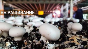 Выращивание шампиньонов, как бизнес. Грибная ферма Дон Шампиньон
