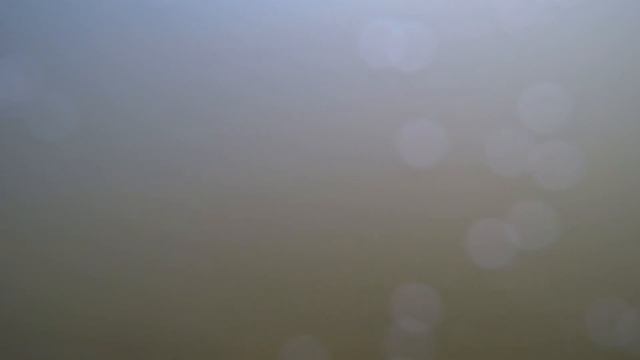 Видео для кошек. Рыбки плавают под водой в реке Ока смотреть онлайн