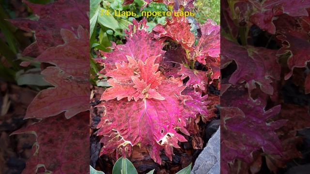 моя коллекция колеусов 2часть