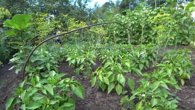 Чем подкормить сладкий перец в открытом грунте. ПОДКОМКА ПЕРЕЦ. смотреть онлайн