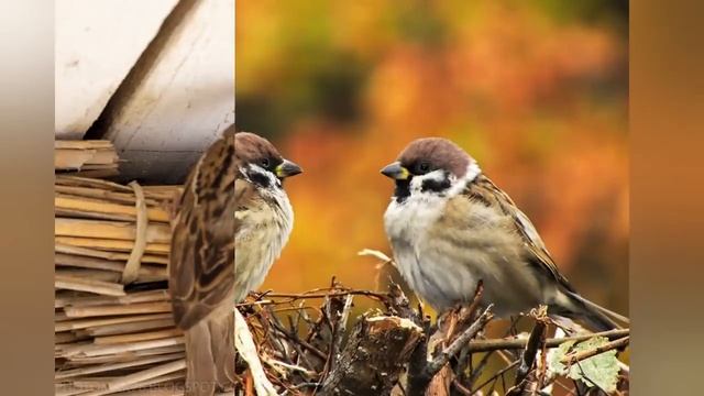Почему самки воробьев изменяют мужьям? Как самцы их за это наказывают. Все как у людей.