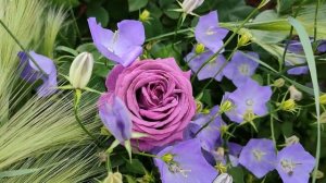 Цветение роз в Подмосковье (6.07). Голубой шторм, Суриры, Наутика и др.???