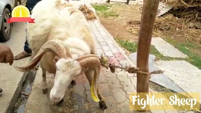 big fighter sheep | fighter sheep karnataka | fighter sheep breeds in karnataka смотреть онлайн