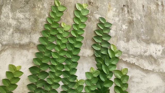 Rhaphidophora Hayi Plant Care