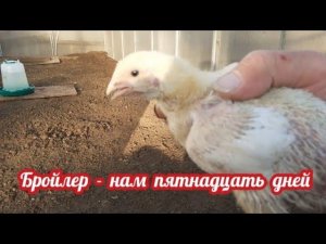 содержание бройлера в теплице