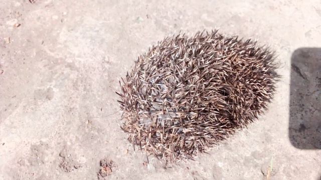 Гость. Как он там оказался ? смотреть онлайн