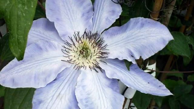 Clematis in Anzegem смотреть онлайн