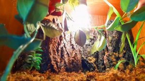Террариум для прытких ящериц. Террариум с живыми растениями.