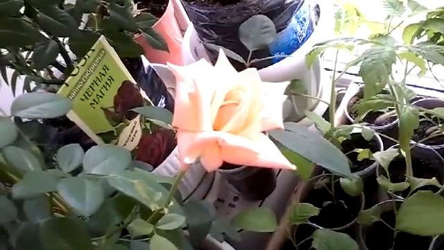 Сад на подоконнике ! Красотища... смотреть онлайн