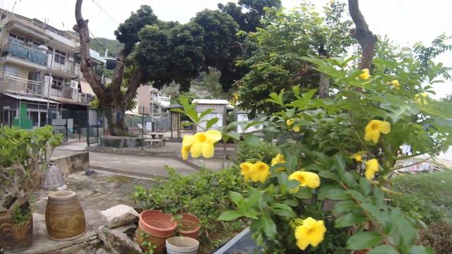 SJCAM SJ10 Pro 4k 60fps Cactus + Plants Video test, Action Camera footage in Hk смотреть онлайн