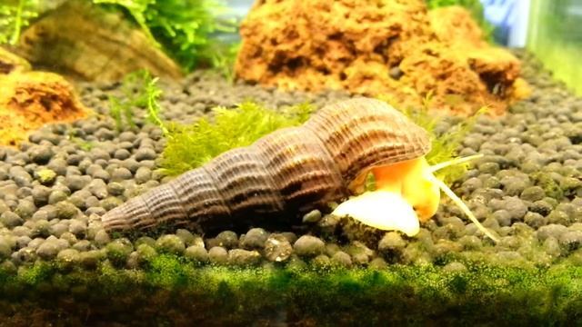 Улитка Оранжевый кролик. смотреть онлайн
