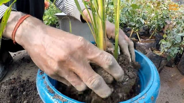 Garden Nursery Plants | Plant and Tree Nursery | Potting Soil at Home смотреть онлайн