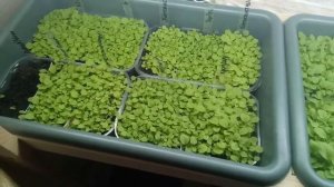 3. Рассада табака через месяц после посадки. Подкормка