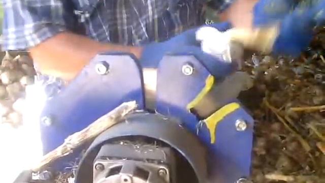 Обрезка чеснока сорт Любаша(опытный образец) смотреть онлайн