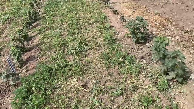 Кубота на маточнике смородины , саженцы , перец , 02.09.2022 г. смотреть онлайн