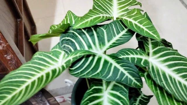 Xanthosoma! Caladium lindenii plant смотреть онлайн