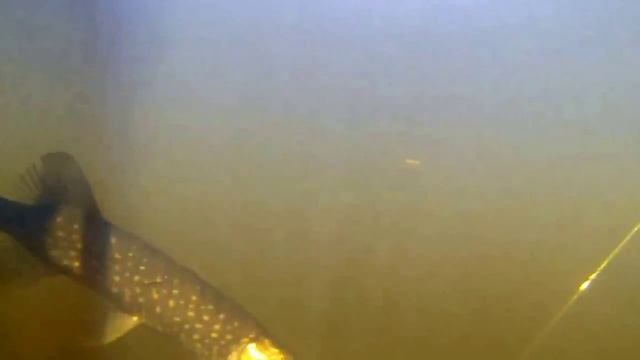 Тест приманок Pelican Baits