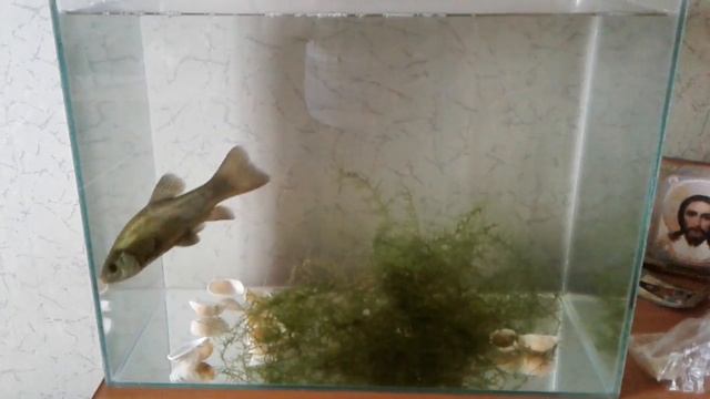 Линь в аквариуме . смотреть онлайн