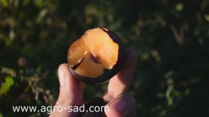 Слива Анжелино (октябрь 2018) - Агро Сад