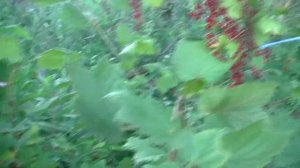 Обзор сорта смородины «Красная Виксне». Местное название  этой смородины в нашем регионе «черешня».