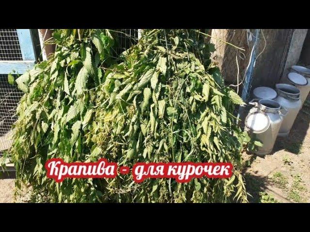 Крапива - режим, вяжем, сушим и всё это для курочек. смотреть онлайн