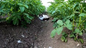 ЦФ мото Х6 . Cходил в автосервис по поводу форсунки .