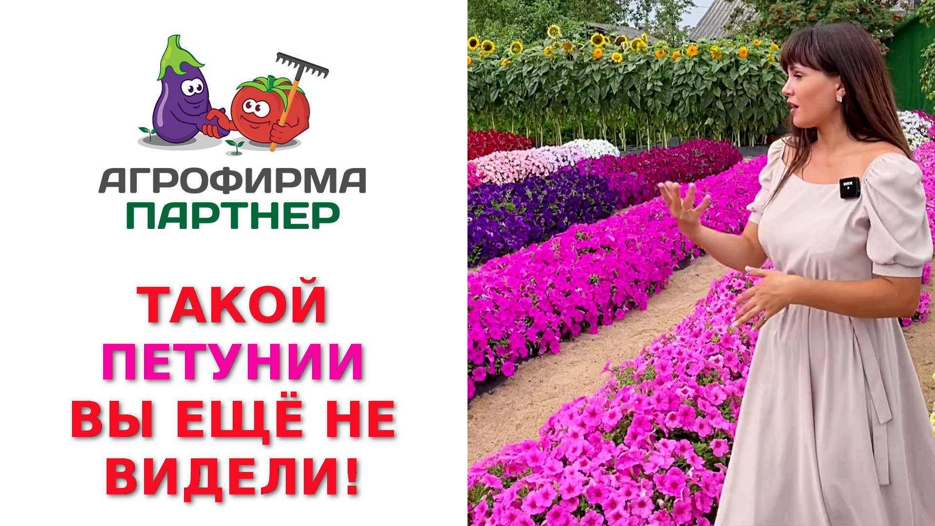ТАКОЙ ПЕТУНИИ ВЫ ЕЩЁ НЕ ВИДЕЛИ! САМЫЕ КРУТЫЕ СОРТА В ОДНОМ ВИДЕО! смотреть онлайн