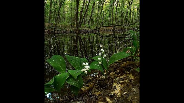 Когда волнуется желтеющая нива (1.2) смотреть онлайн
