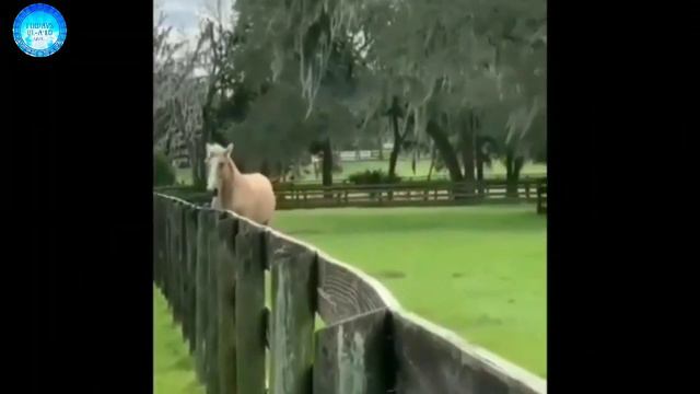 АБДУЛАЗИЗ ДОМЛА. ОТЛАРГА МУҲАББАТ ! ABDULAZIZ DOMLA. OTLARGA MUHABBAT @AbdulazizDomla