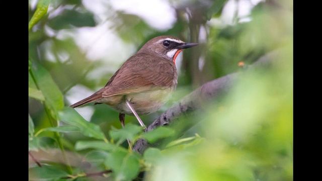 Соловей красношейка 2 смотреть онлайн